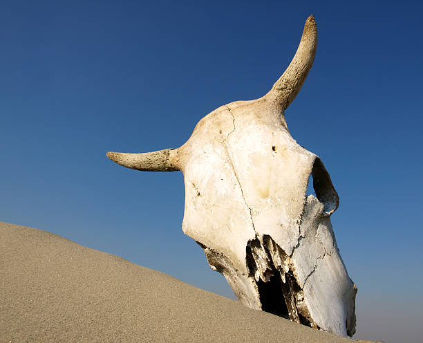 muerto en desierto - animal skull drought animal bone dry fotografías e imágenes de stock