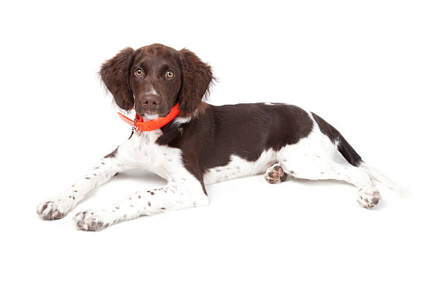 istock Small Munsterlander puppy 177338591