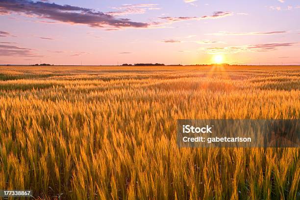 小麦のフィールド - ノースダコタ州のストックフォトや画像を多数ご用意 - ノースダコタ州, 田畑, 小麦