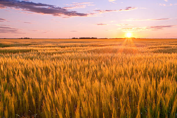A landscape of a large golden wheat field at sunset Sunset over a wheat field north dakota stock pictures, royalty-free photos & images
