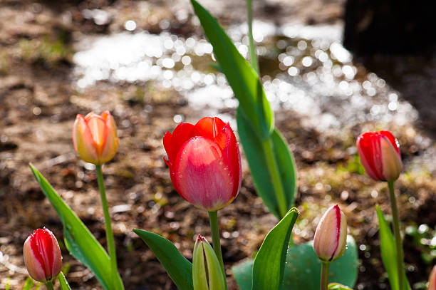 istock The blooming red tulips 177339061