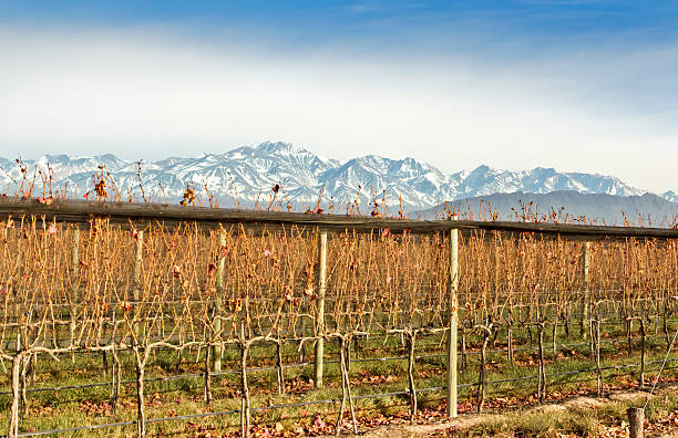 istock Vineyards and snowy mountains 177339066