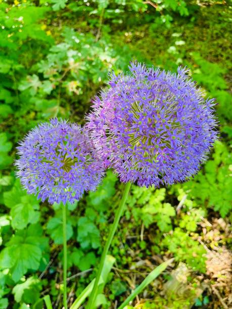 fleur de pourpre - 3383 photos et images de collection