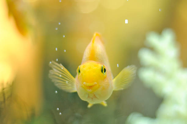 happy gold parrot fish in aquarium - vissenkom fotos stockfoto's en -beelden