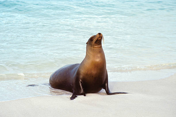 sea lion, galapagos islands, ecuador - denizaslanıgiller stok fotoğraflar ve resimler