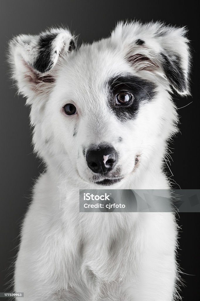 Border collie puppy Border Collie Puppy Portrait Animal Stock Photo