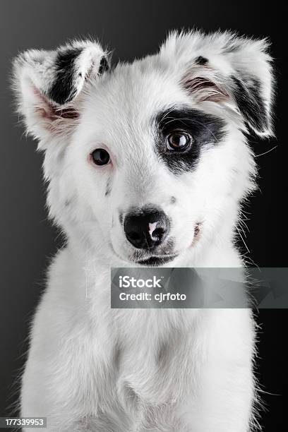 Border Collie Puppy Stock Photo - Download Image Now - Animal, Border Collie, Canine - Animal