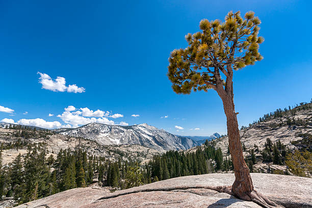 Olmsted point Yosemite stock photo