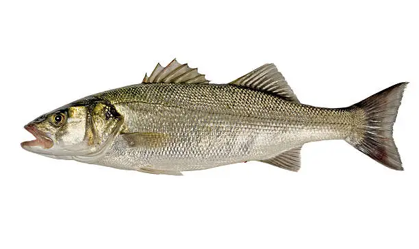 Freshly Caught Sea Bass Fish (Dicentrarchus labrax) Isolated on White Background