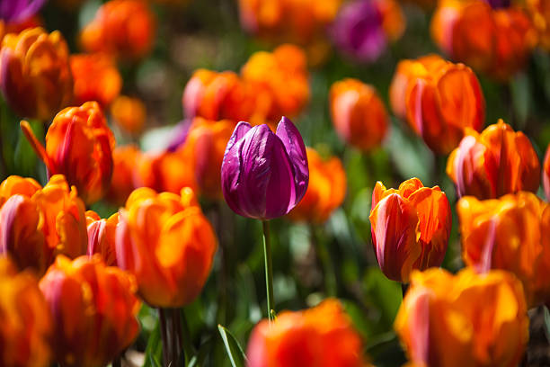 Tulips stock photo