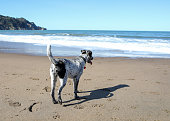 Australian Cattle dog happy playing on the sand at the beach in San Francisco.