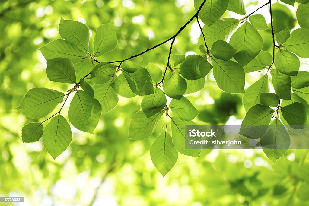 Green leaves background Backgrounds Stock Photo