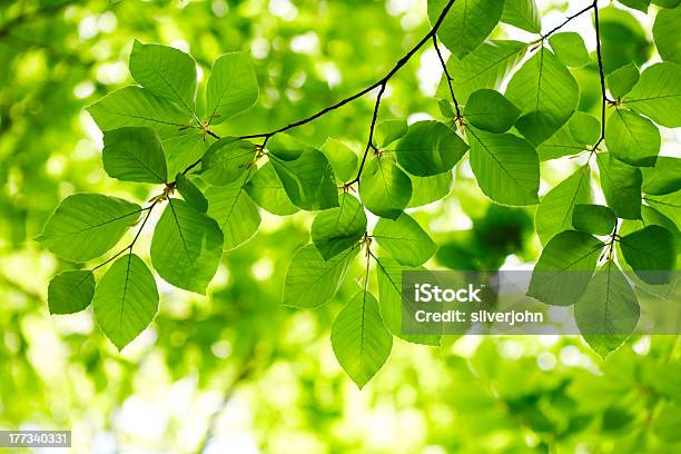 Green Leaves Background Stock Photo - Download Image Now - Backgrounds, Beech Tree, Botany