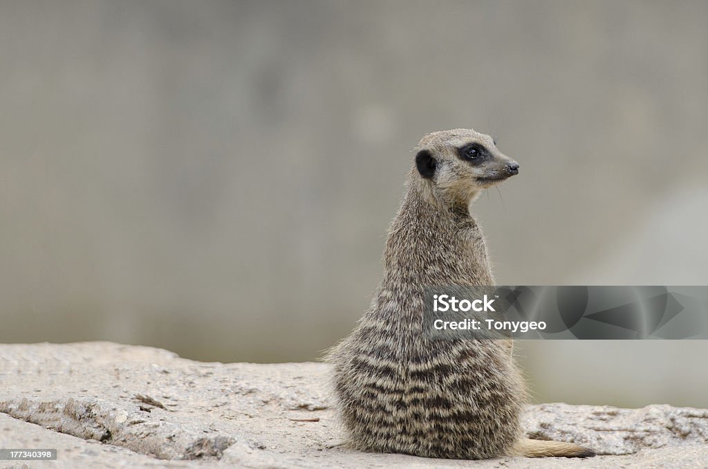 Suricata oder suricate, suricatta meeru island - Lizenzfrei Erdmännchen Stock-Foto