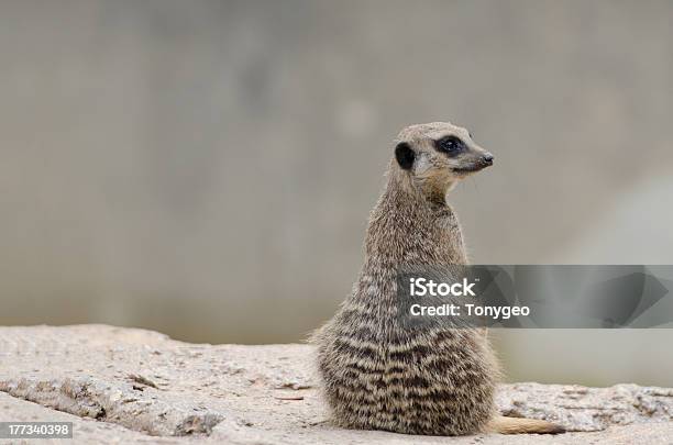 Suricata Oder Suricate Suricatta Meeru Island Stockfoto und mehr Bilder von Erdmännchen - Erdmännchen, Hinterteil, Afrika