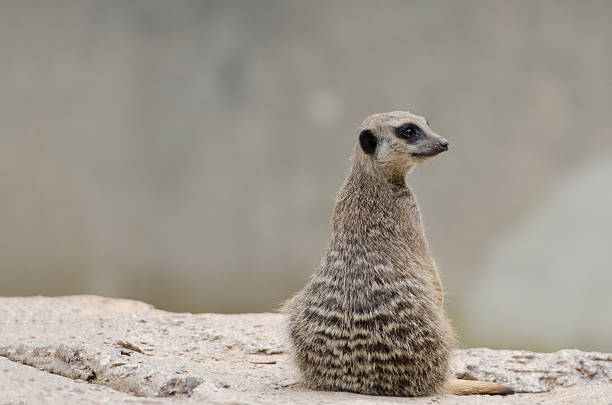 meerkat or suricate, Suricata suricatta stock photo