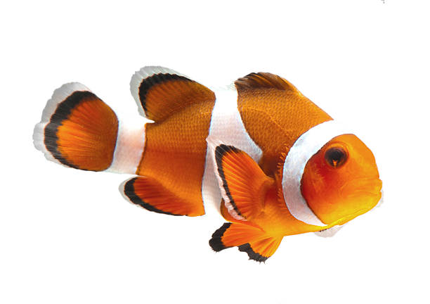 anêmona peixe - tropical fish clown fish isolated animal - fotografias e filmes do acervo