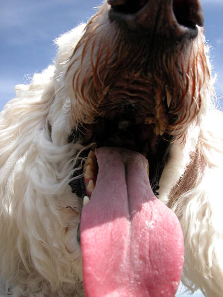 cão beijo - frend - fotografias e filmes do acervo