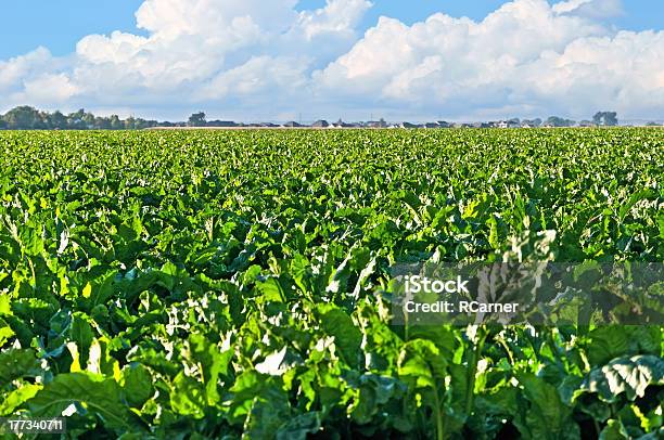 Sugarbeet Campo Central Colorado - Fotografie stock e altre immagini di Barbabietola da zucchero - Barbabietola da zucchero, Campo, Stati Uniti d'America