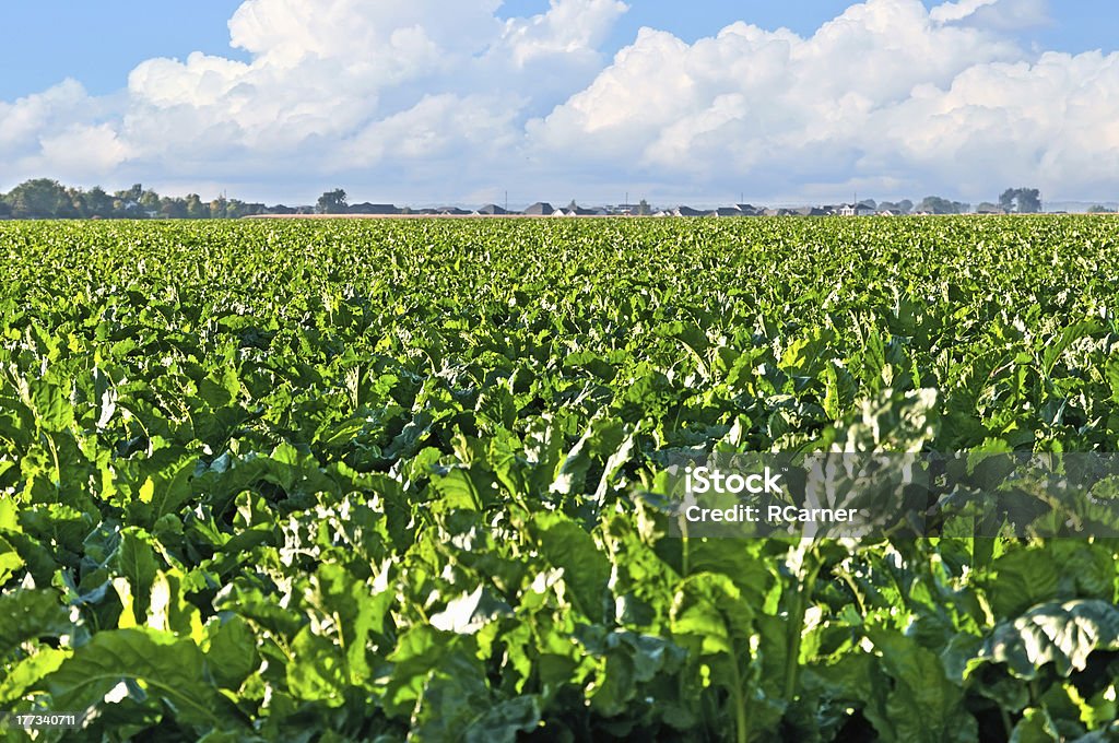 Sugarbeet 필드 중환 콜로라드 - 로열티 프리 사탕무 스톡 사진