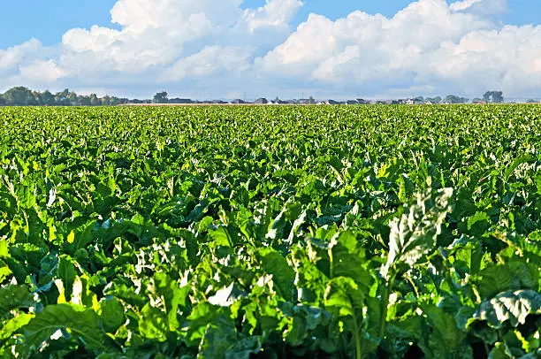 Large field of sugar beets in rural central Colorado with large cumulus clouds in the blue sky