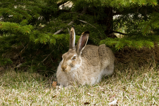 Brown hare is hiding under pine tree