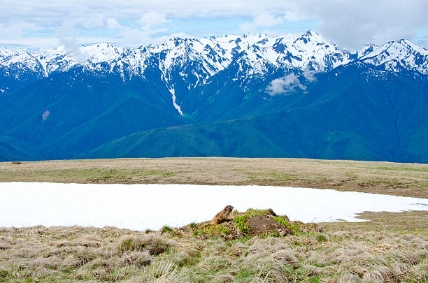 свистеть «marmot - olympic marmot стоковые фото и изображения