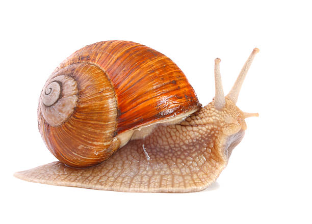 istock The garden snail (Helix aspersa). 177340778