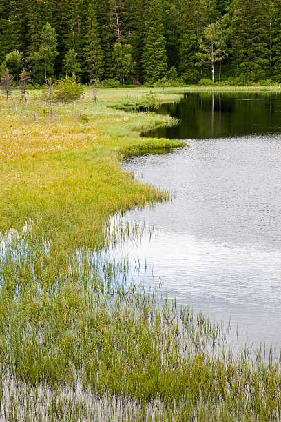 istock Bog at the forest lake 177340786