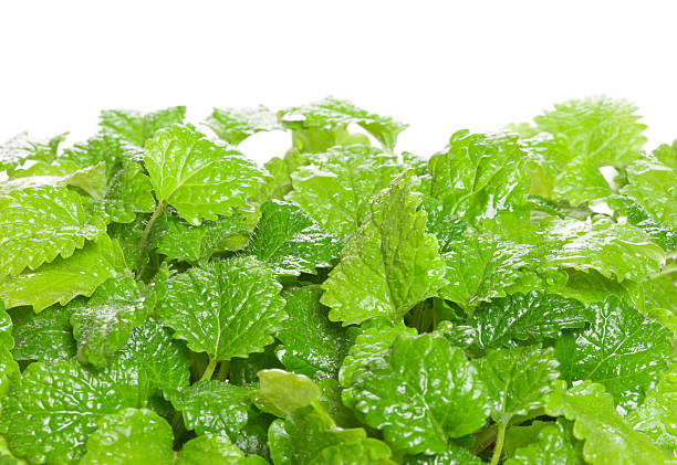 Fresh green melissa isolated on white background "Fresh green Melissa (Lemon balm) isolated on white background. Used in culinary as a flavouring, is also used medicinally as an herbal tea, or in extract form. Lemon balm is very popular in aromatherapy." relish green food isolated stock pictures, royalty-free photos & images