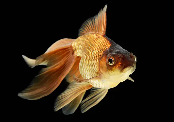 "The veiltail is a type of goldfish known for its extra-long, flowing double tail."