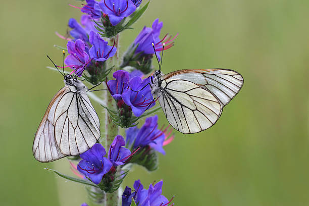 エゾシロチョウに echium vulgare （viper の bugloss または blueweed ) - black veined white butterfly ストックフォトと画像