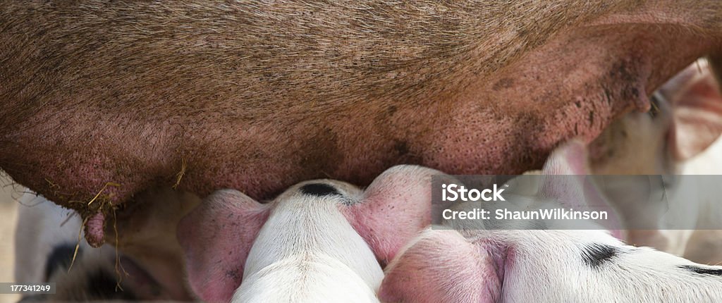 Los cerdos de alimentación - Foto de stock de Agricultura libre de derechos