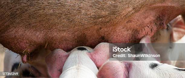 Los Cerdos De Alimentación Foto de stock y más banco de imágenes de Agricultura - Agricultura, Aire libre, Alimentar
