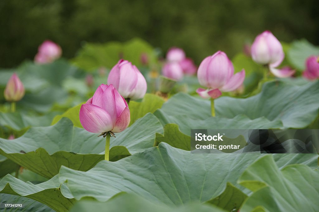 Fiori di loto - Foto stock royalty-free di Acqua