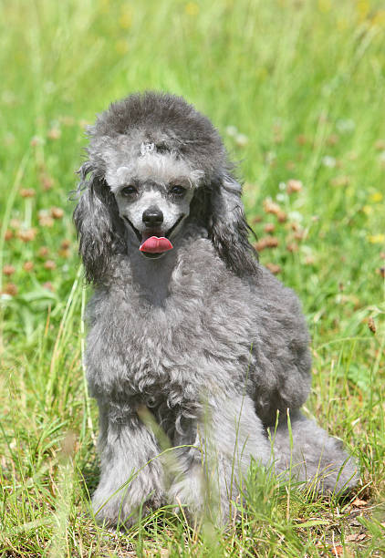 istock Toy poodle on green grass 177341420