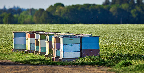 beehives accanto a trifoglio campo - clover field blue crop foto e immagini stock