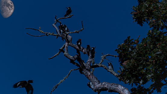 A flock of woodpeckers perched in tree under moon
