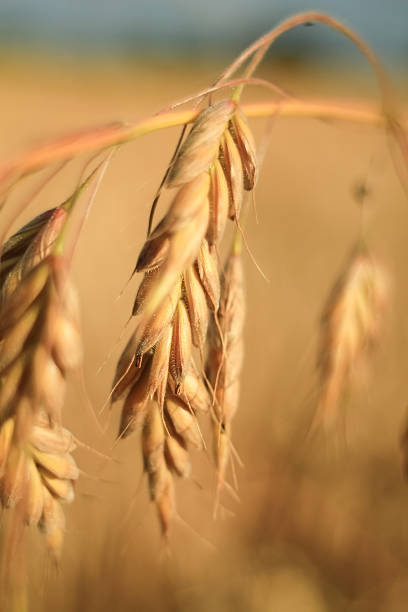 Wheat Ear Close Up stock photo