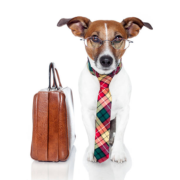 istock Small dog dressed for business with glasses and leather bag 177341942