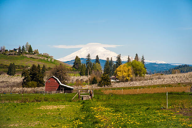 istock Red barn, apple orchards, Mt. Adams 177342180