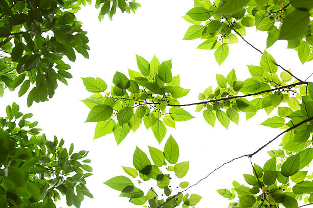 folhas de primavera - beech leaf isolated leaf new imagens e fotografias de stock