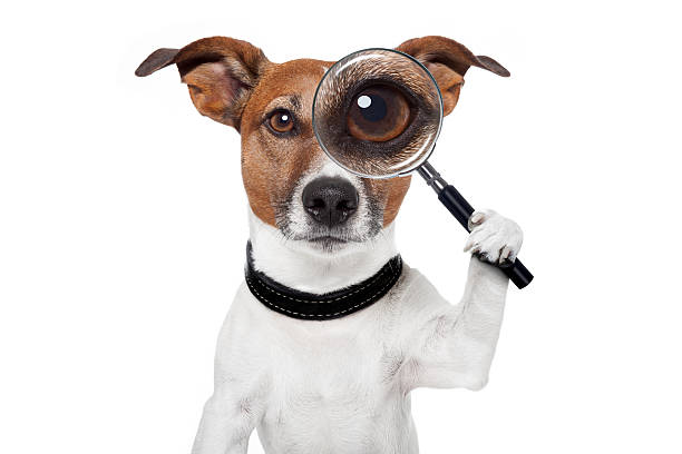 searching dog with magnifying glass stock photo