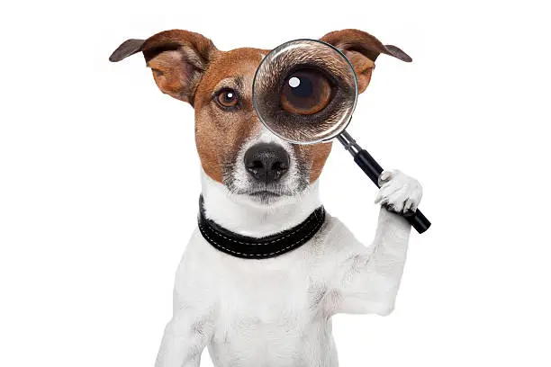 Photo of searching dog with magnifying glass