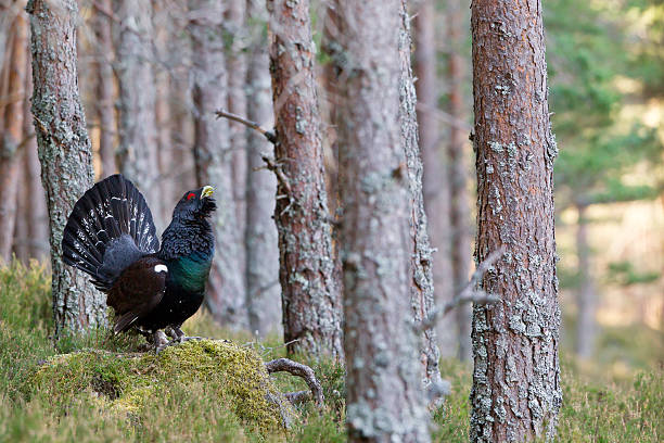 Capercaillie adult male displaying in Scottish highlands Photo of an adult male Capercaillie Tetrao urogallus displaying in a forest in the Scottish highlands. Largest member of the grouse family. capercaillie grouse stock pictures, royalty-free photos & images