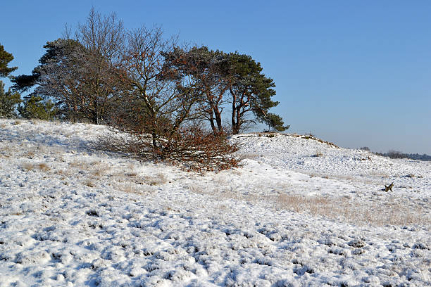 istock Snow on the Kootwijkerzand. 177342532