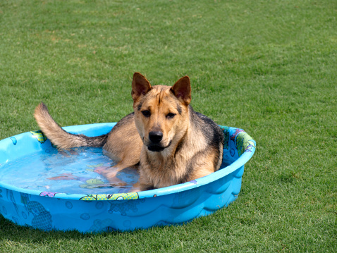 German shepherd dog cooling off in a child's pool