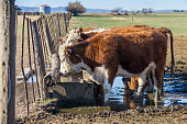 2 brown and white Polled Hereford calfs drinking water from a water trough installed in a field