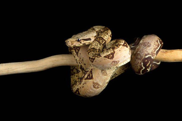 istock Snake red-tailed boa hanging on a branch isolated on black background 1773430073