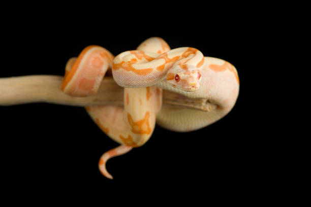 cobra de cauda vermelha jiboia pendurada em um galho isolado no fundo preto - red tailed boa - fotografias e filmes do acervo